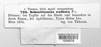 Schmitzomia radiata image